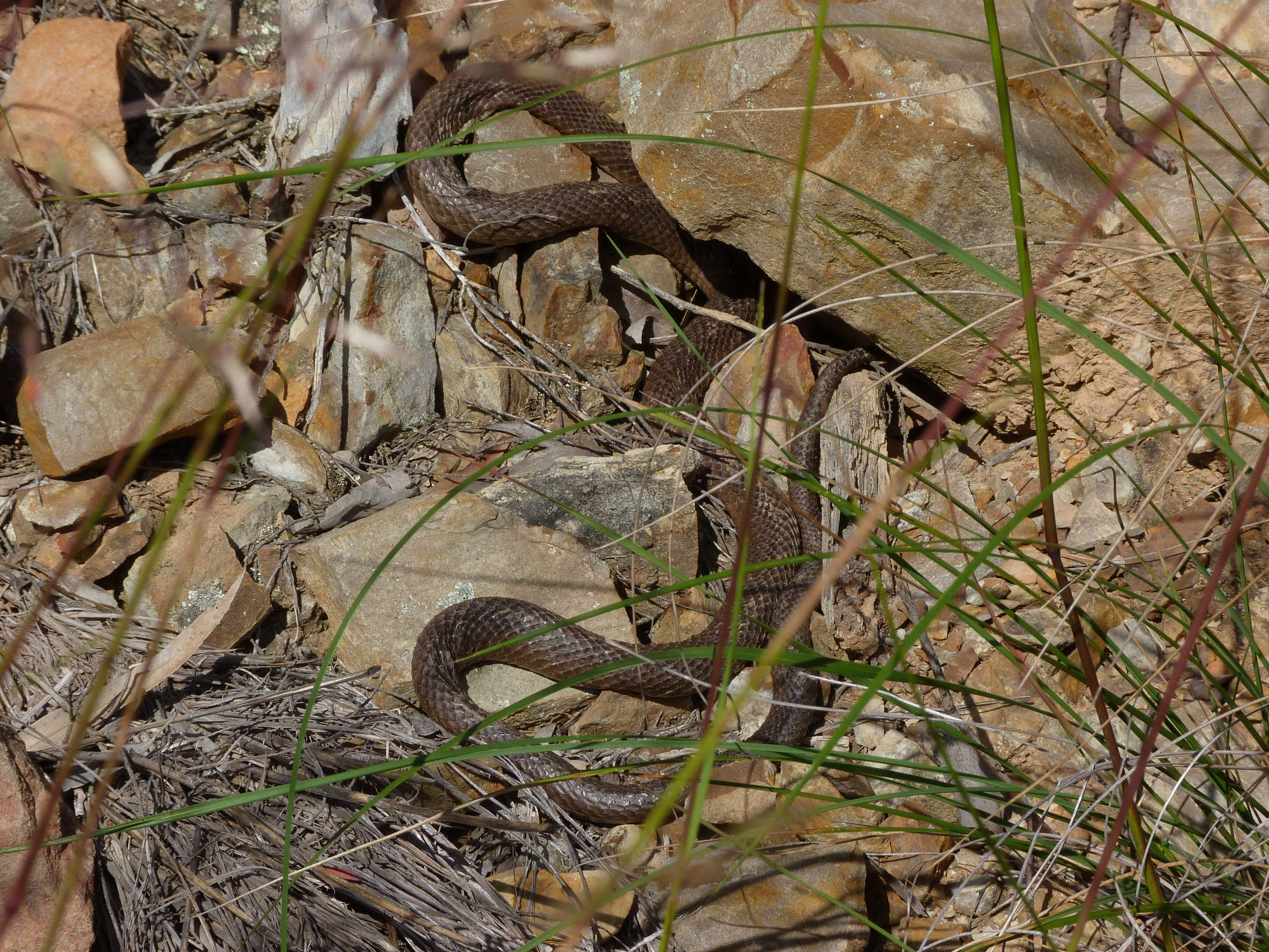 Image of Eastern brown snake