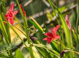 Image of Freesia grandiflora (Baker) Klatt