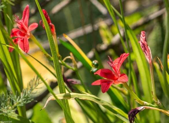 Image of Freesia grandiflora (Baker) Klatt