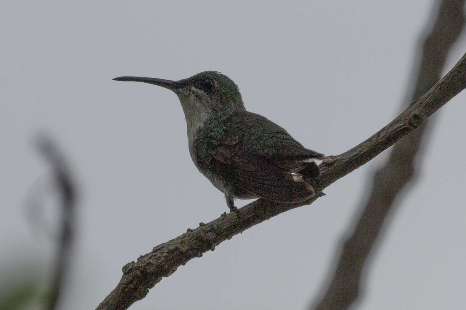 Image de Chrysuronia coeruleogularis (Gould 1851)