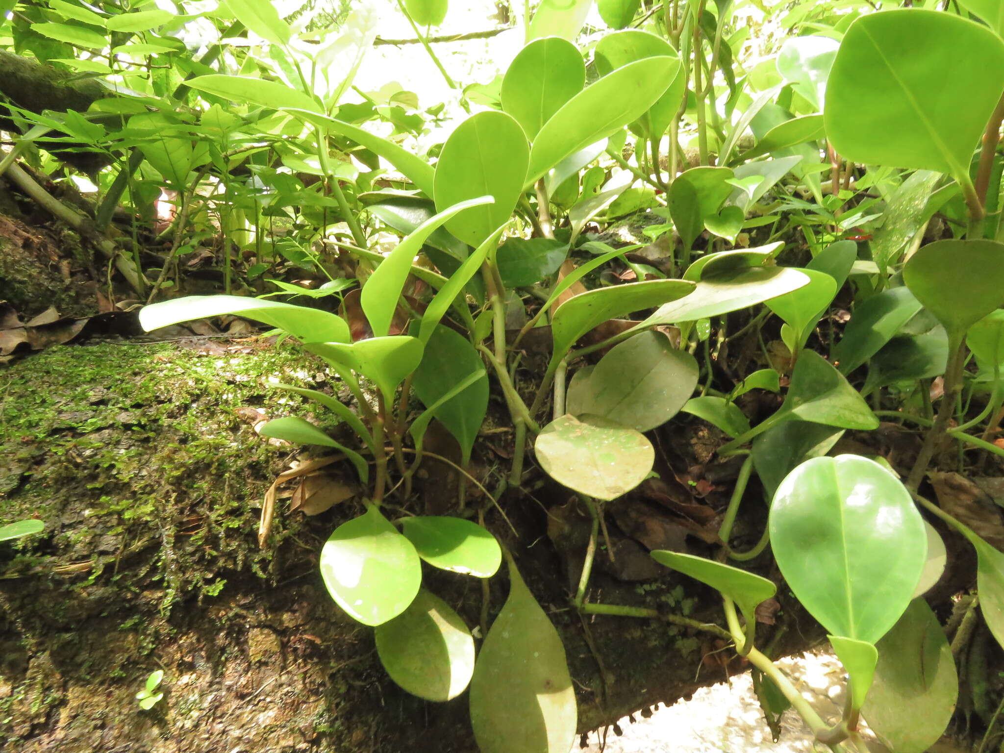 Peperomia obtusifolia (L.) A. Dietr. resmi