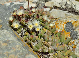 Image of Corpuscularia lehmannii (Eckl. & Zeyh.) Schwant.