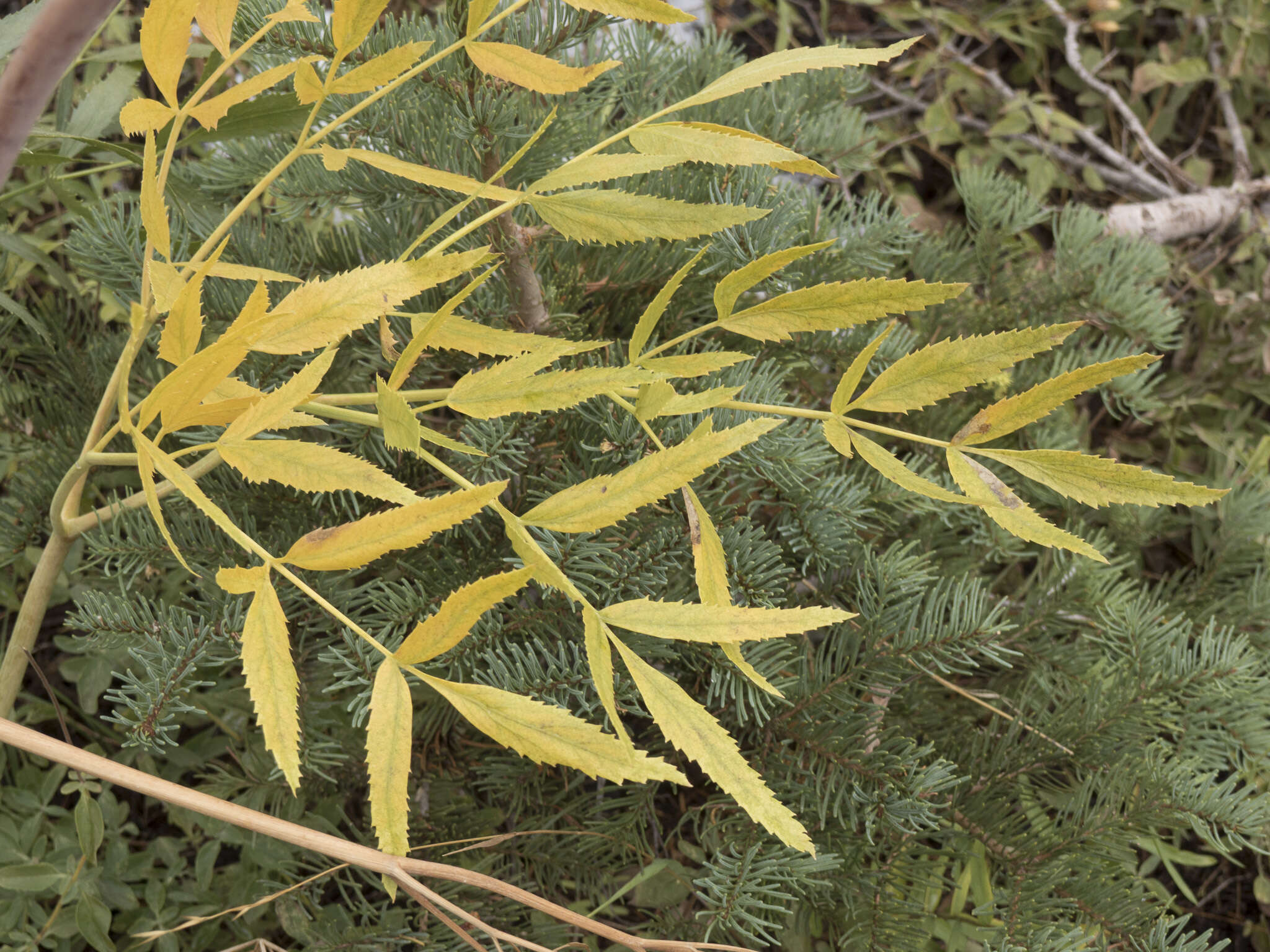 Image of Brewer's angelica