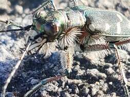 Image of Cicindela (Cicindela) transbaicalica japanensis Chaudoir 1863