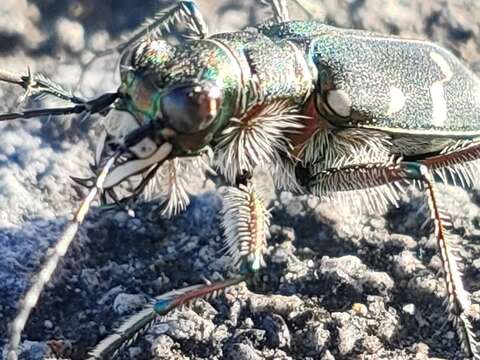 Image of Cicindela (Cicindela) transbaicalica Motschulsky 1844