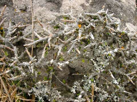 Image of Melicytus alpinus (Kirk) P. J. Garnock-Jones