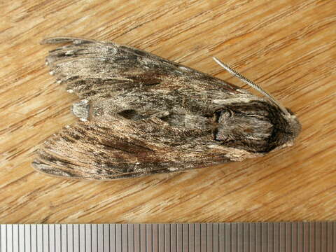 Image of convolvulus hawk moth