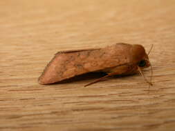 Image of cotton bollworm