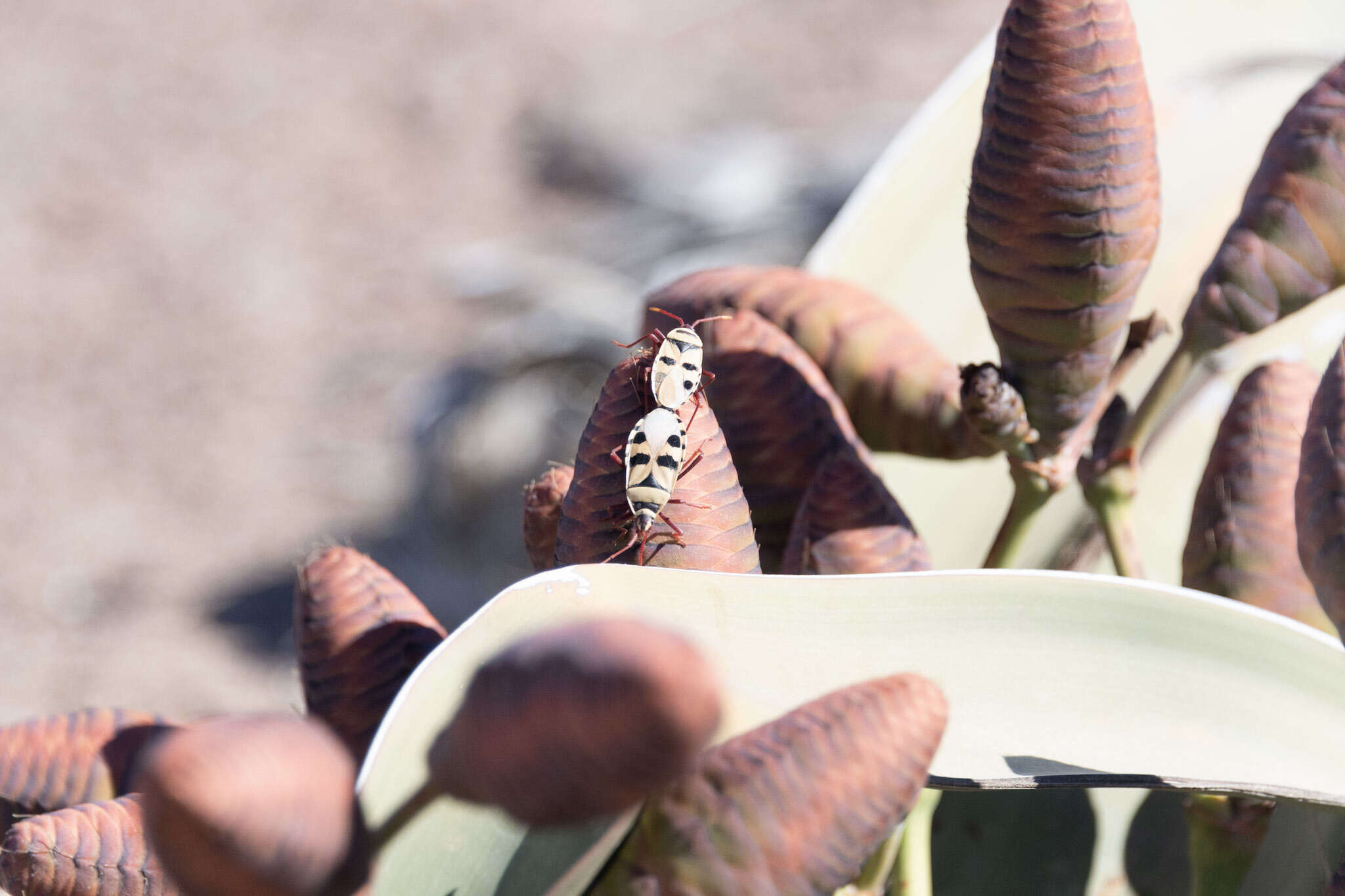 Image of <i>Probergrothius angolensis</i>