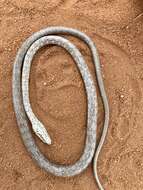 Imagem de Psammophis biseriatus Peters 1881