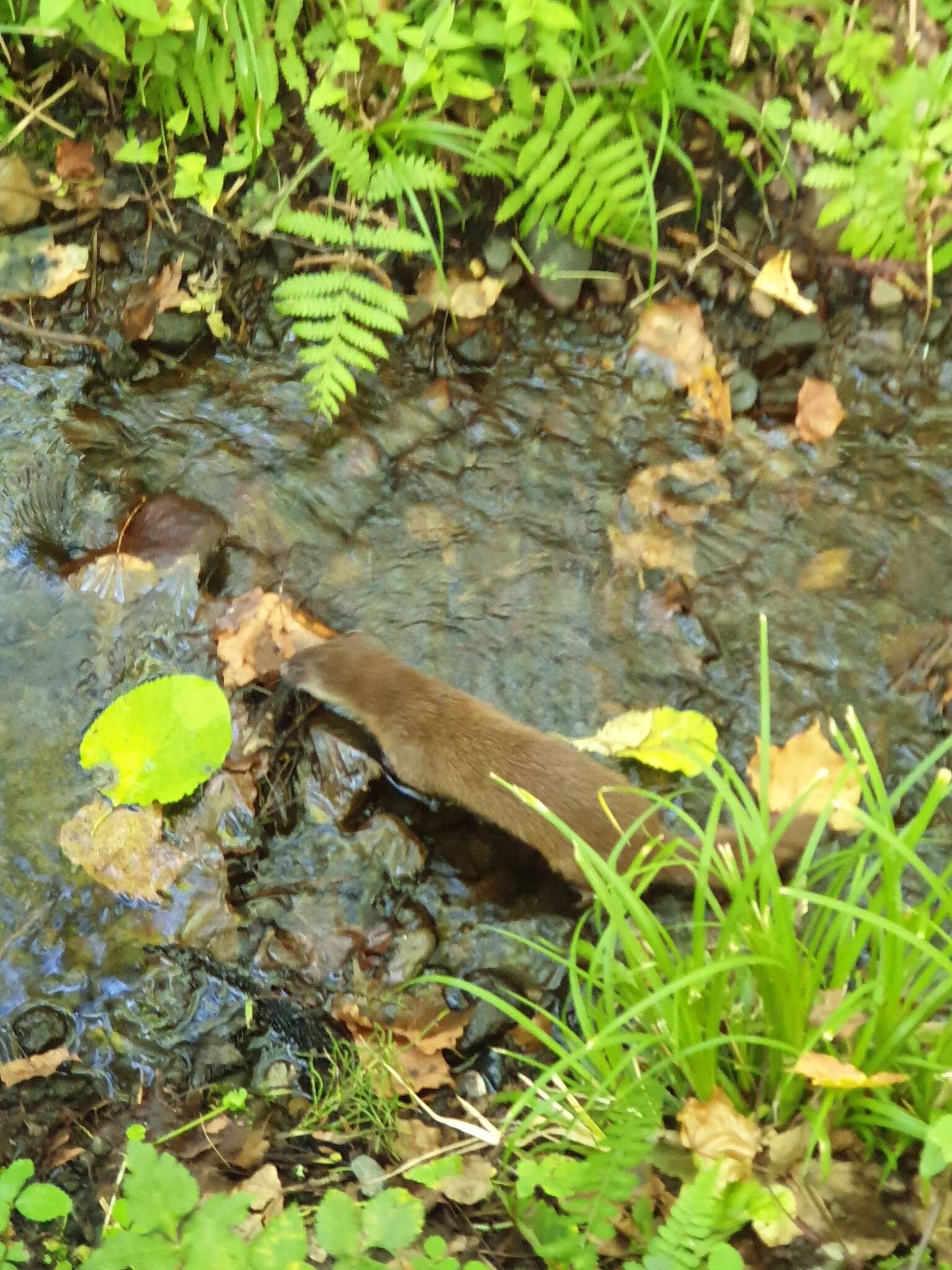 Image of Japanese Weasel