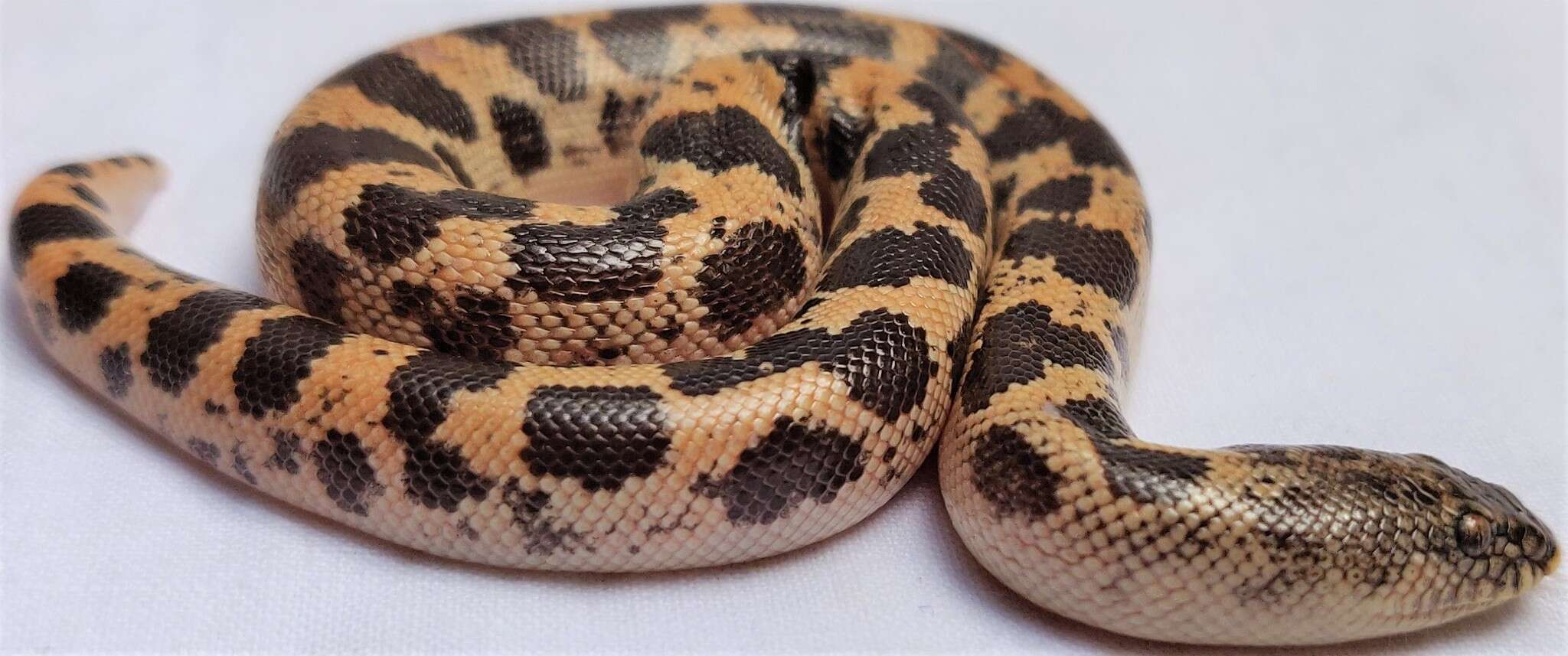 Image of Müller’s sand boa
