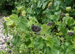 Sivun Abutilon mauritianum (Jacq.) Medic. kuva