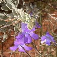 Imagem de Eremophila citrina Chinnock