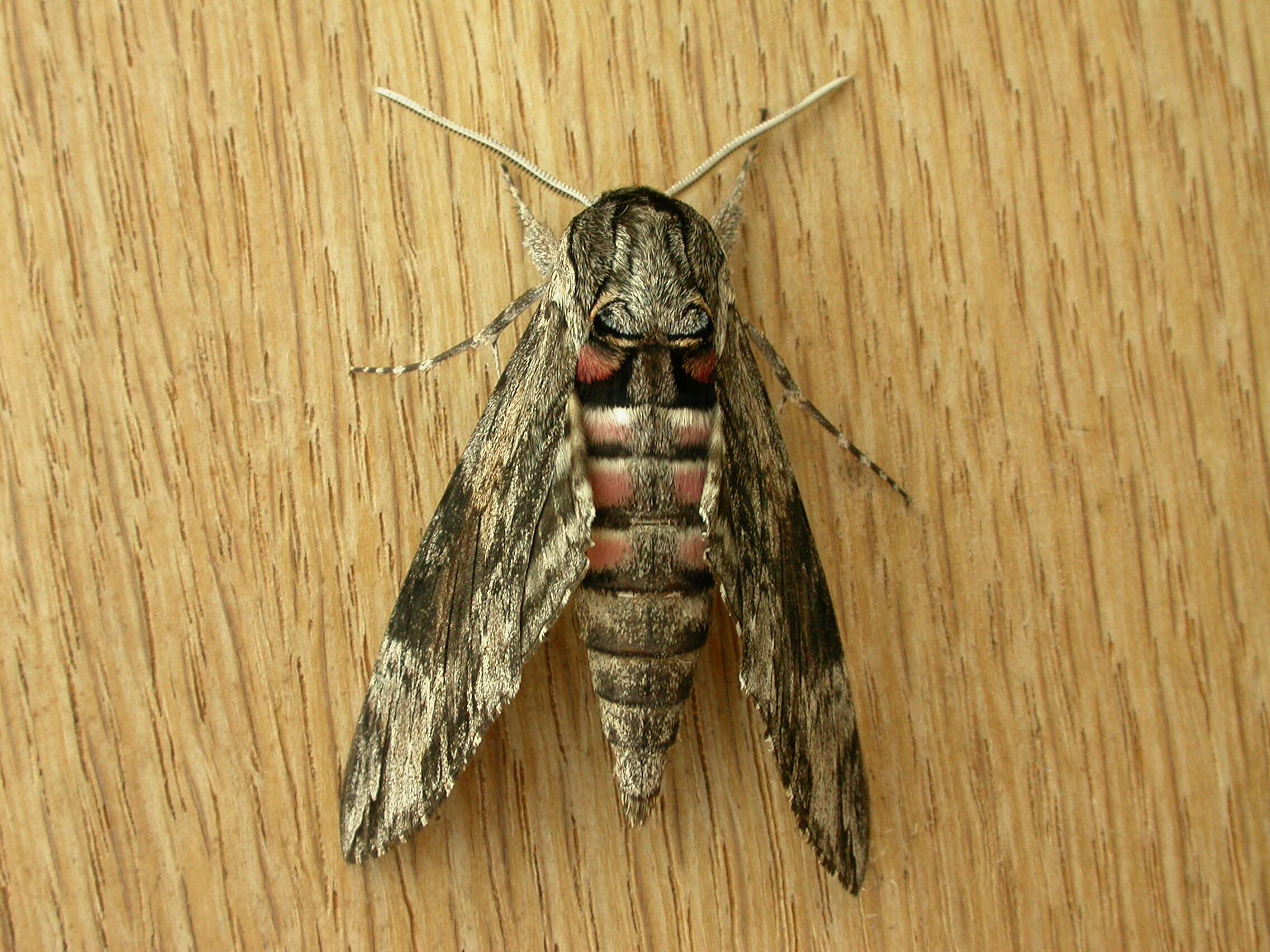 Image of convolvulus hawk moth