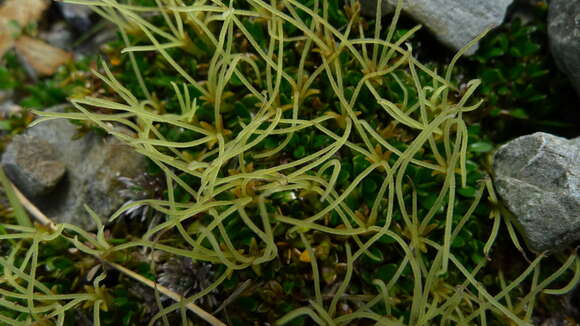 Image of Coprosma perpusilla Colenso