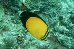 Chaetodon melapterus Guichenot 1863 resmi