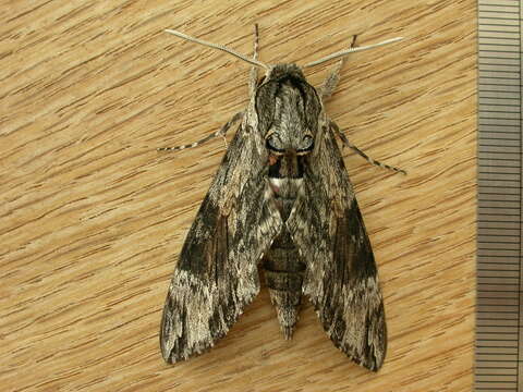 Image of convolvulus hawk moth