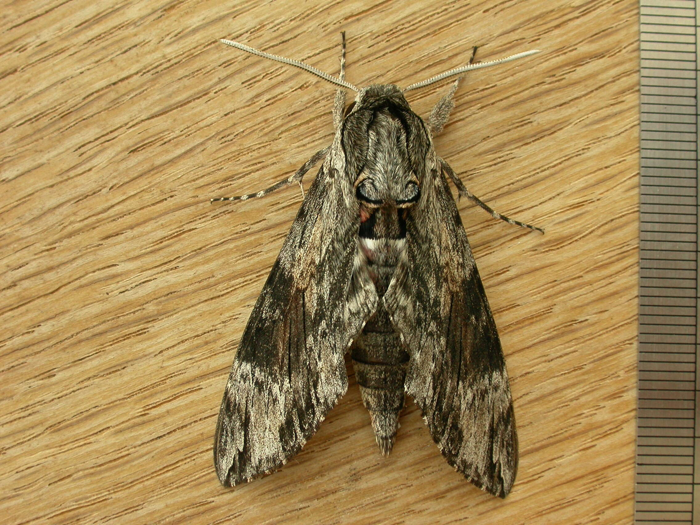 Image of convolvulus hawk moth