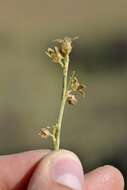 Image of Aspidoglossum biflorum E. Mey.