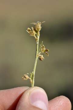 Image of Aspidoglossum biflorum E. Mey.