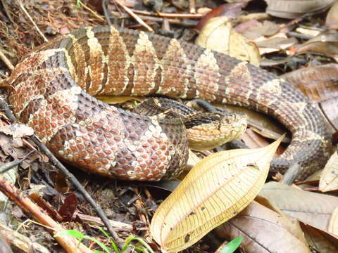 Image of Metlapilcoatlus nummifer (Rüppell 1845)