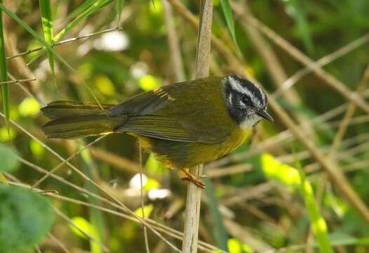 Image of Santa Marta Warbler