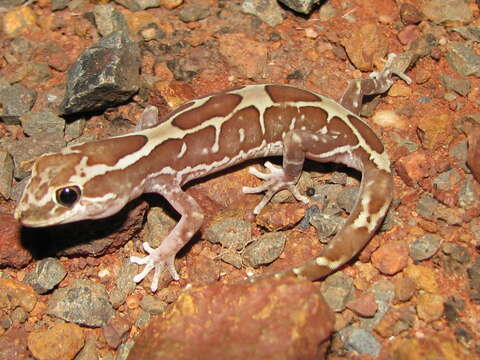 Image of Box-patterned Gecko