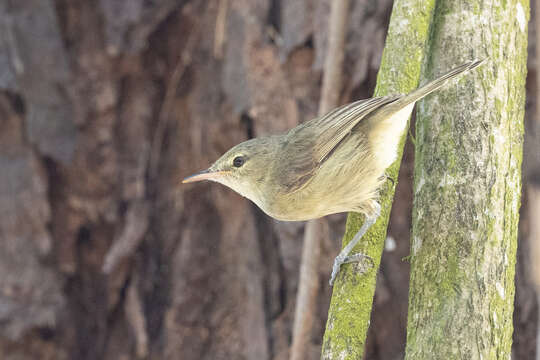 Image of Seychelles Brush Warbler