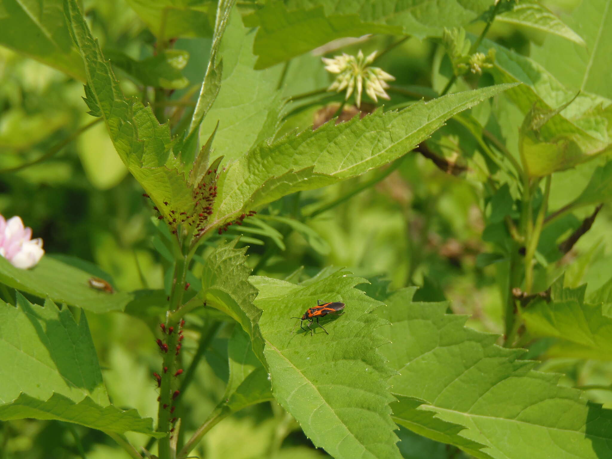 Image of False Milkweed Bug