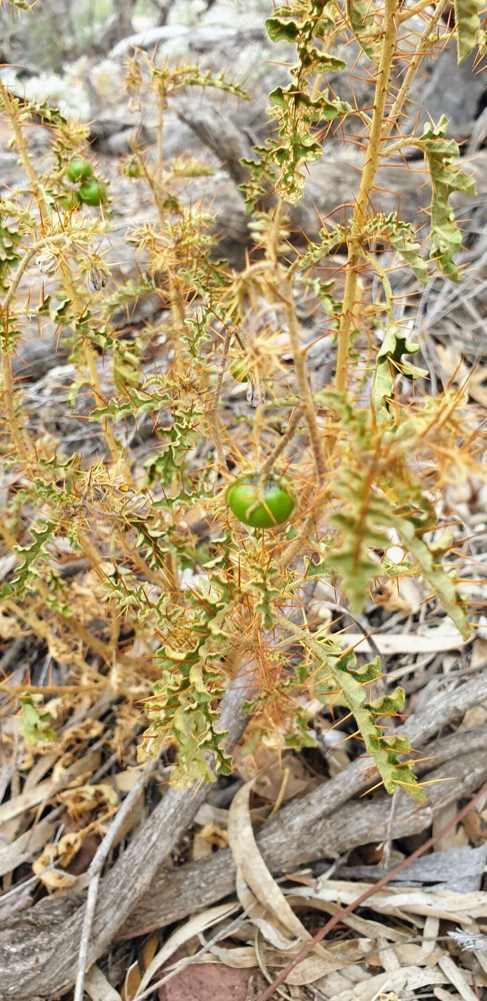 Image of Solanum petrophilum F. Müll.