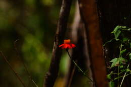 Imagem de Adenophyllum appendiculatum (Lag.) J. L. Strother