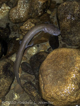 Image of Tennessee Cave Salamander