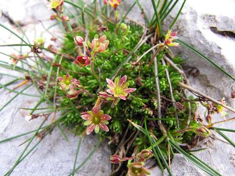 Imagem de Saxifraga exarata subsp. atropurpurea (Sternb.) Wraber