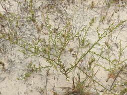 Image of threeflower snakeweed