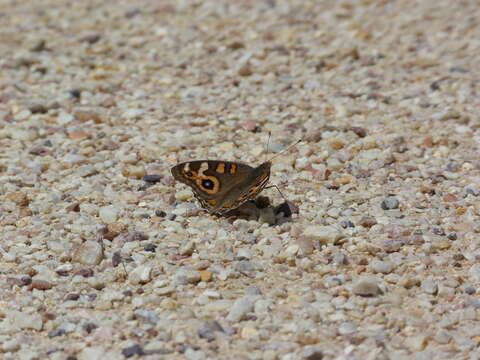 Image of Meadow Argus