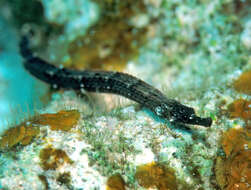 Image of Kampen&#39;s pipefish