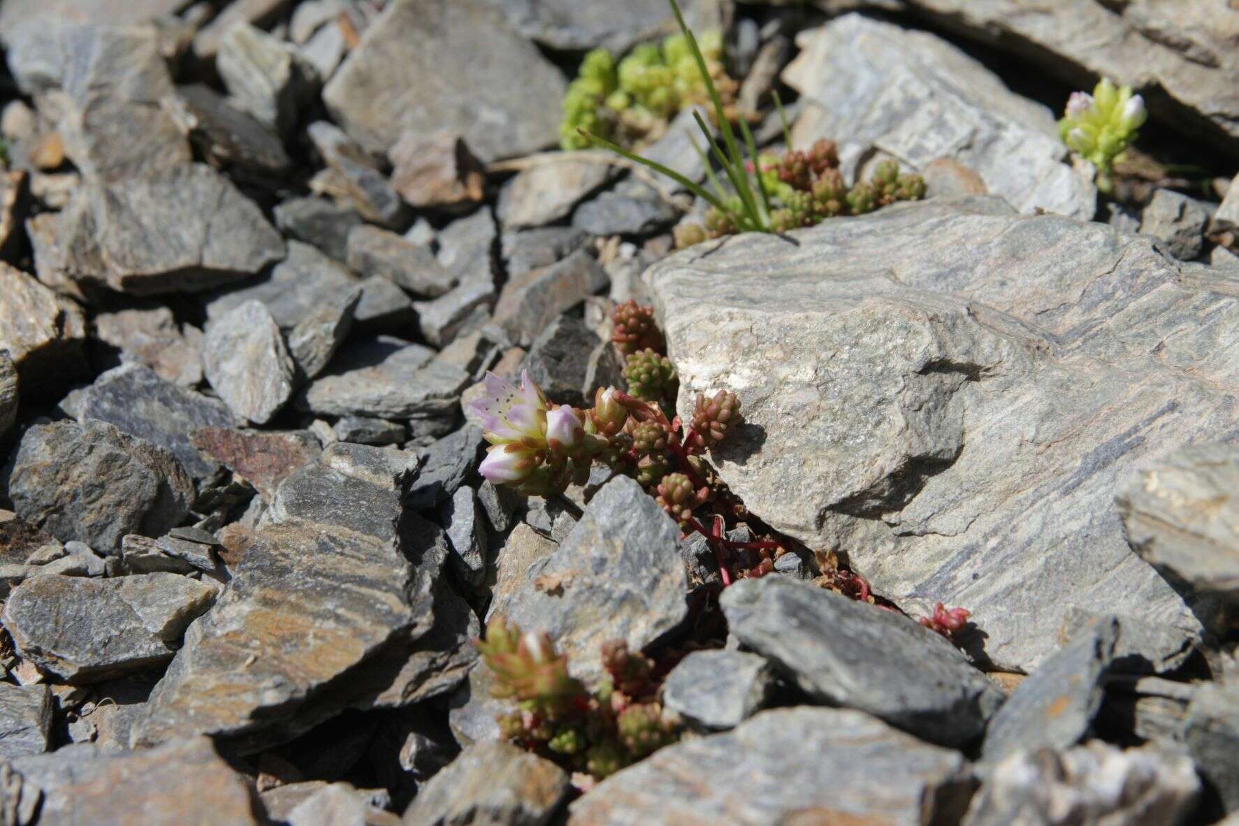 Imagem de Sedum candollei