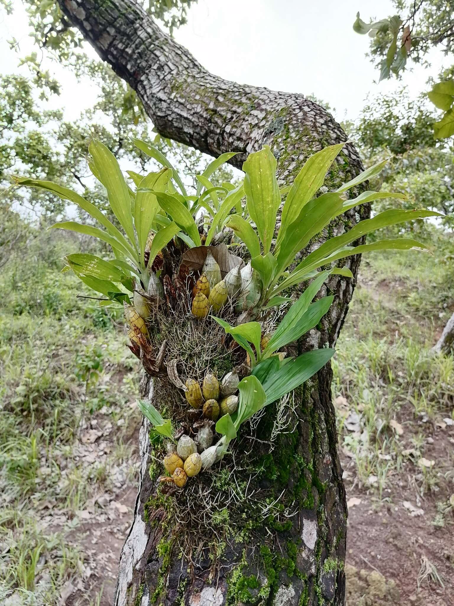 Image of Catasetum pendulum Dodson