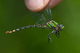 صورة Ophiogomphus susbehcha Vogt & Smith 1993