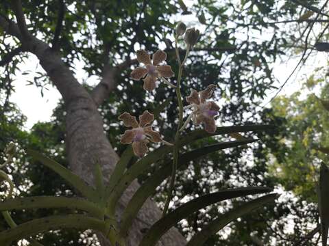 Imagem de Vanda tessellata (Roxb.) Hook. ex G. Don