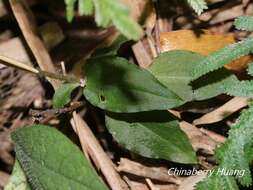 Image of Zeuxine parvifolia (Ridl.) Seidenf.