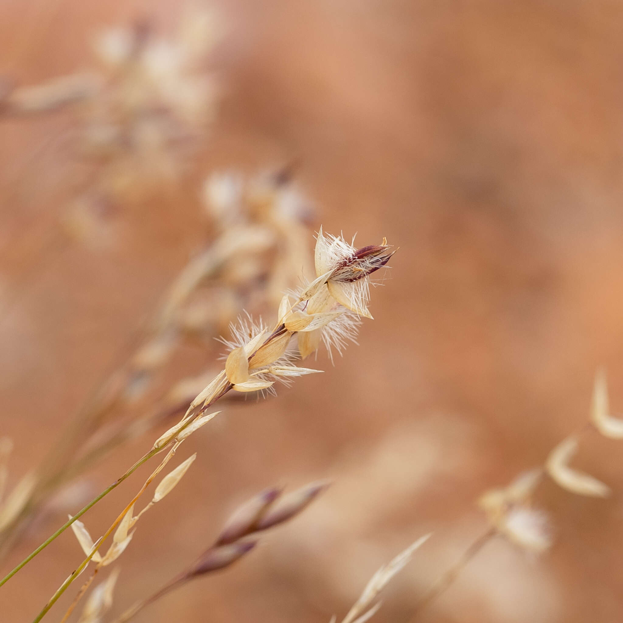 Plancia ëd Eriachne mucronata R. Br.