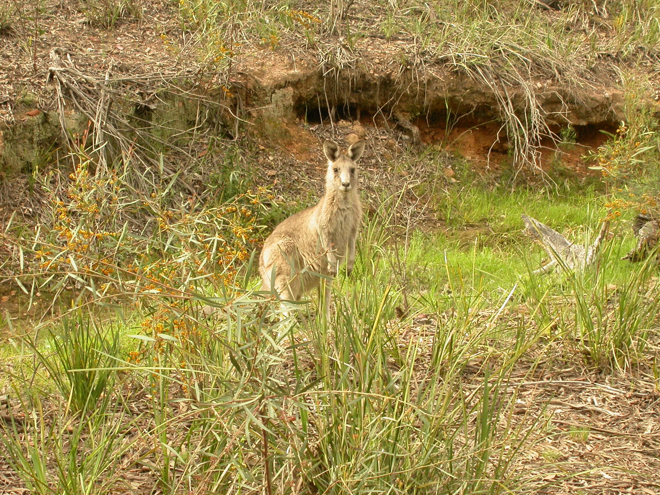 Image of kangaroo