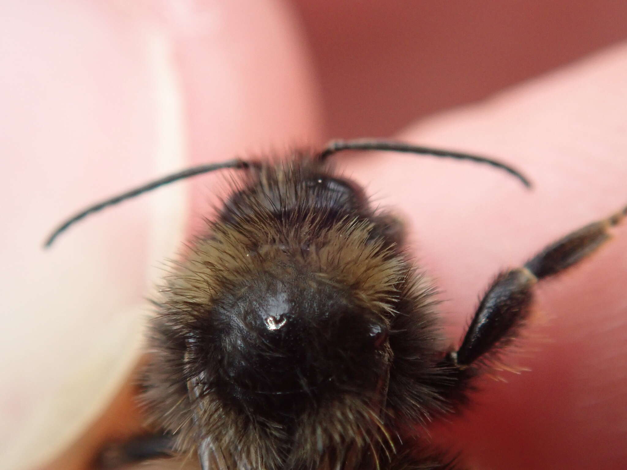 Image of Bombus ruderarius (Müller 1776)