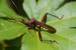 Image of brown bean bug