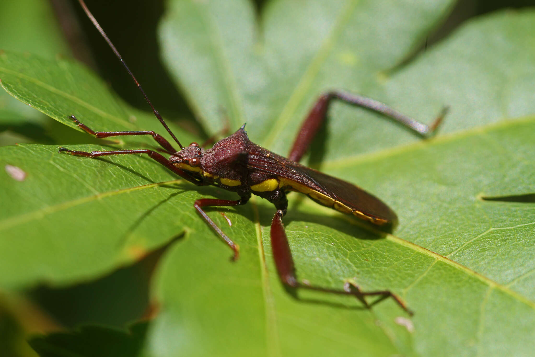Image of brown bean bug