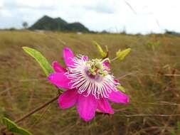 Image of Passiflora urbaniana Killip