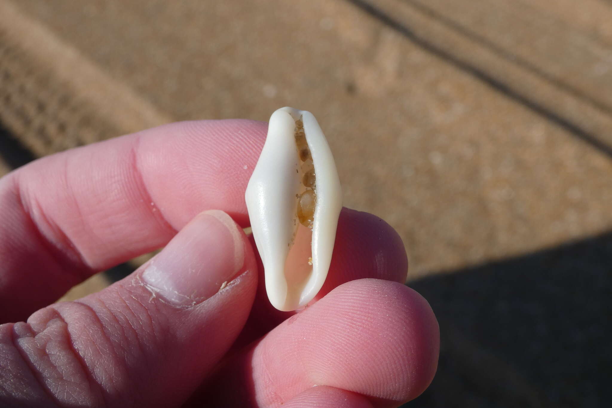 Image of Fingerprint cowry