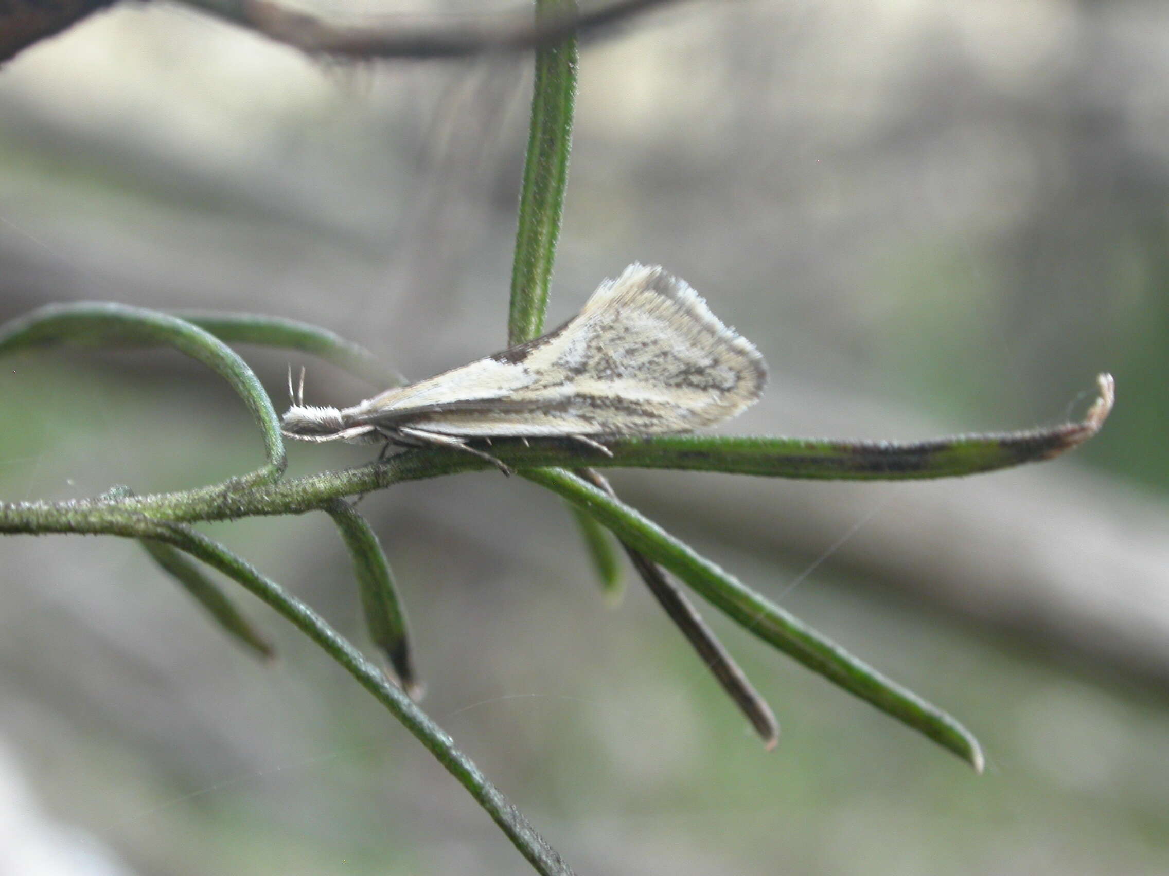 Image of Thema macroscia